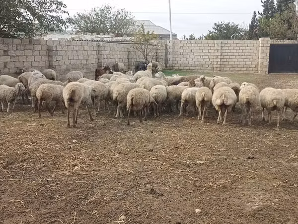 Ram, Sheep