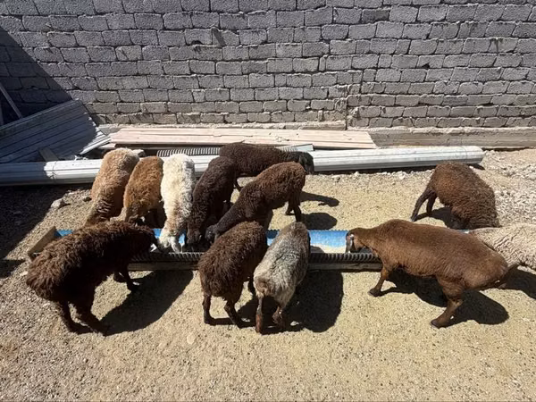 Billy Goat, Goats — Kazakhstan
