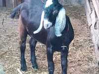 Goat, Nubian Goat — photo 5