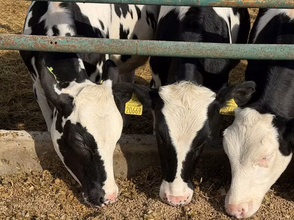 Cow, Russian Black pied cattle