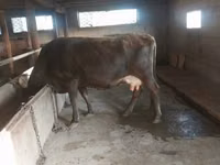 ላም, Cattle — ፎቶ 5