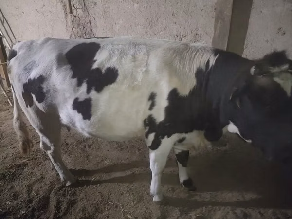 گاو ماده, Russian Black pied cattle