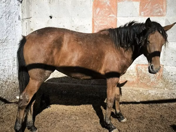 Kuda betina, Horses — Kazakhstan