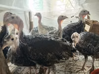 Turkeys — sawirka 3