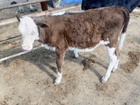 सांड, Simmental cattle — फ़ोटो 5