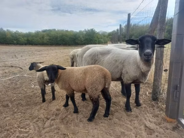 Sheep, White Suffolk sheep