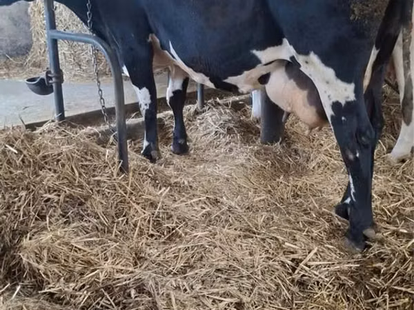 Cow, Russian Black pied cattle — Poland