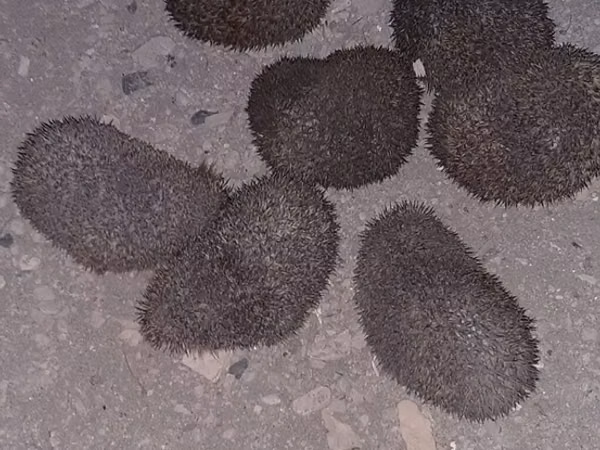 Saglam gumrah kirpiler cadirlma pulsuz Başlıq: Kirpi (canlı) Məhsul