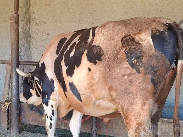 Bull, Holstein breed — Uzbekistan