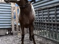 Ram, Arashan sheep — photo 2
