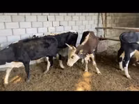 公牛, Cattle — 照片 1
