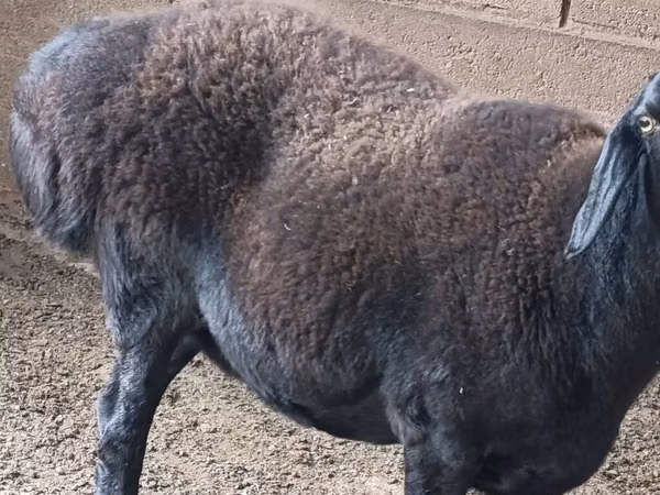 Sheep, Sheep — Kyrgyzstan
