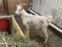 Бузғола, Saanen goat — акс 3