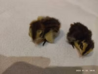 Quails — foto 1
