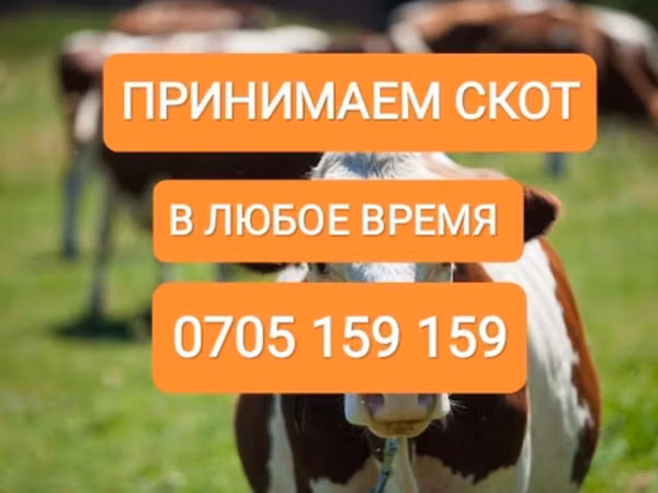 Bull, Cattle — Kyrgyzstan