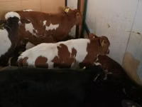 Goveda (partija, pol nije naveden), Simmental cattle — fotografija 2