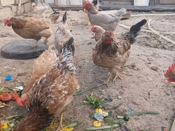 Chickens