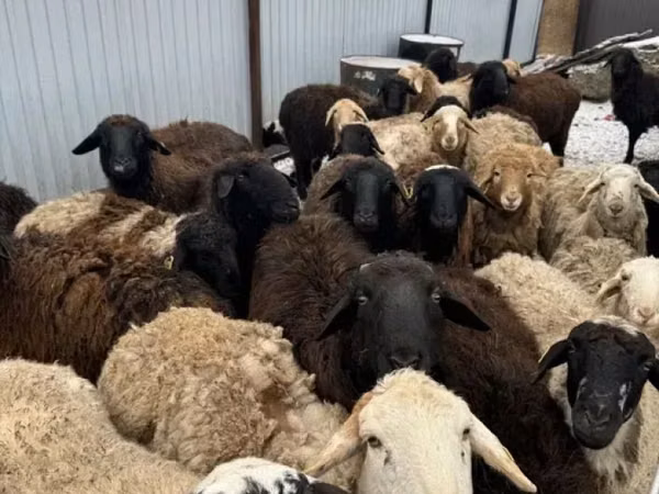 Ram, Sheep — Kazakhstan