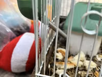 Hamster qəfəsi – tam dəst

15 ədədi qab qaşıg satıram — снимка 4