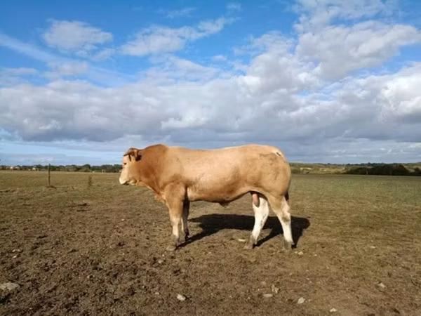 Bull, Blonde d’Aquitane cattle