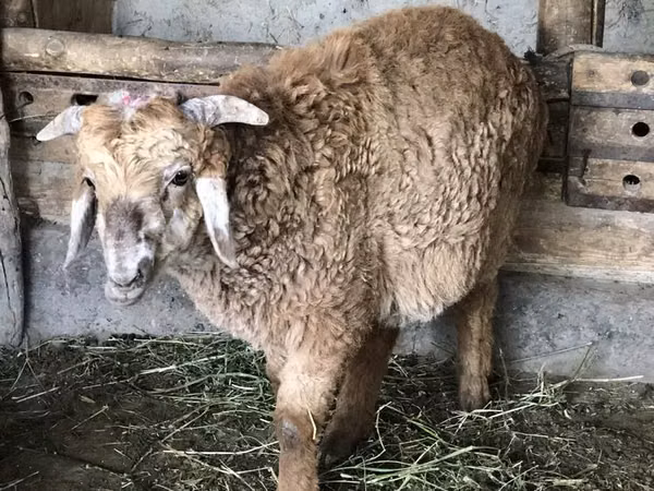 Sheep (batch, sex not specified), Sheep — Uzbekistan
