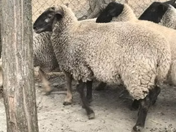 Sheep, White Suffolk sheep — Hungary