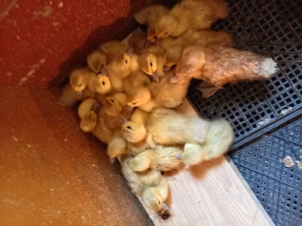 Ducks — Азербайджан