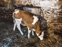 Vache, Bovins — photo 1