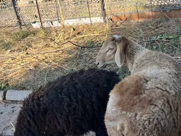 Widder, Hissar sheep — Kasachstan