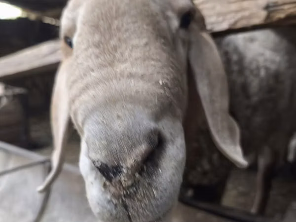 公羊, Rhon sheep — 吉尔吉斯斯坦