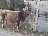 Ko, Alatau-racen — foto 2