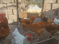 Chickens — foto 4