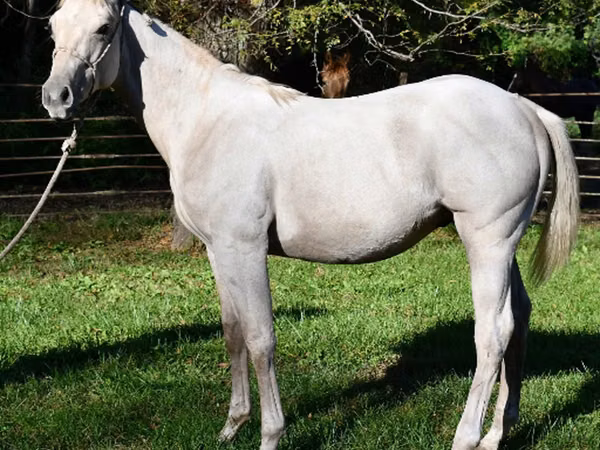 Horse (M), Quarter Horse