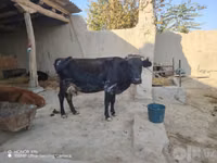 گاو ماده, گاو — عکس 2
