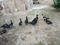 Ducks — تصویر 6