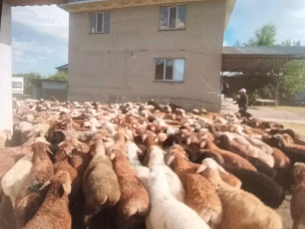 Ram, Sheep — Kazakhstan