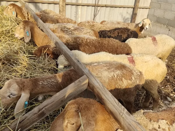 Sheep, Sheep