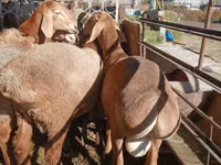 ভেড়ার পাঁঠা, Arashan sheep — ছবি 5
