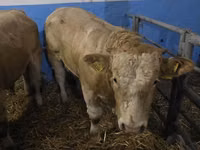 Sığır (parti, cinsiyet belirtilmedi), Simmental cattle — foto 4