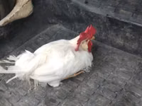 Chickens — ፎቶ 2