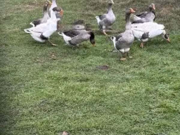 Geese
