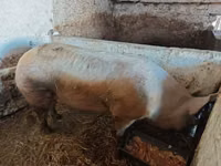 خنزير ذكر, الخنازير — الصورة 6