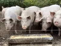 Säue, Schweine — Foto 5