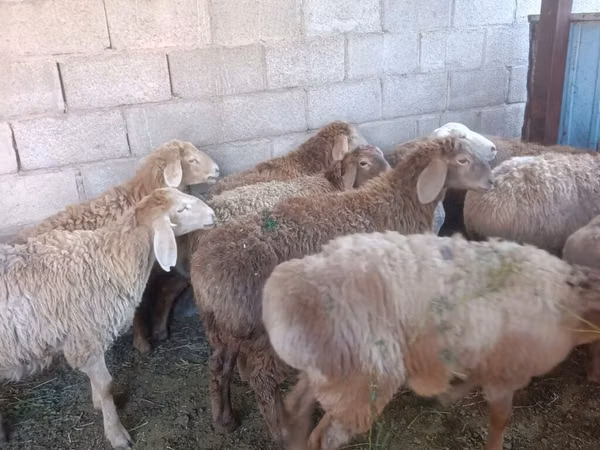 แกะตัวเมีย, Arashan sheep — คีร์กีซสถาน