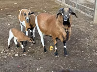 Ram, Cameroon sheep — photo 4