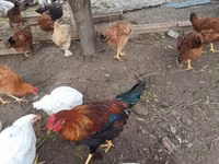 Brahma — foto 2