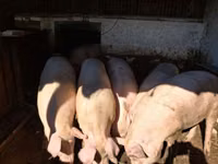 แม่สุกร, หมู — รูปภาพ 2