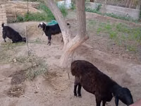 Goat, Goats — photo 3