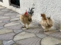 Chickens — عکس 3