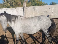 فرس, Horse breed — الصورة 1